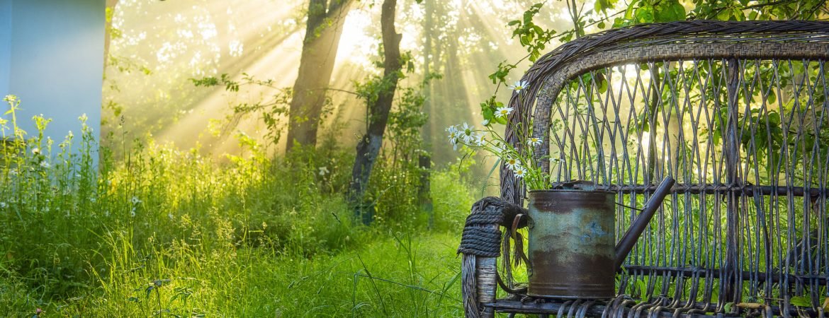 old wicker chair and garden watering can with daisies in the garden. Incredibly beautiful early morning sun rays through the trees.