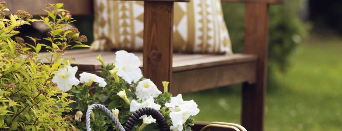 evening relax in summer cottage garden. Wooden bench, lantern, cozy pillow near yellow spirea bush.