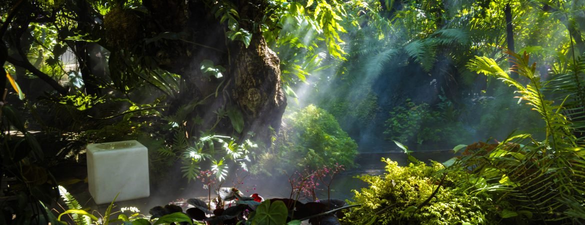 The Tropical jungle with river and sun beam and foggy in the garden