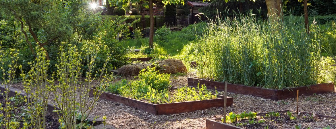 Raised garden beds with wooden frames in backyard vegetable garden, organized growing spaces with fresh plants and herbs under sunlit trees, sustainable home gardening layout. salad, beets, Copyspace