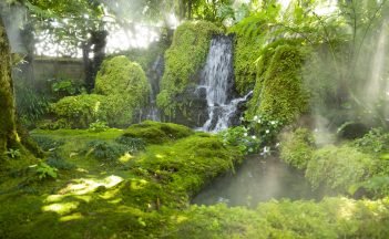 Beautiful spring moss and fern in the garden under big trees, Chiang Mai, Thailand