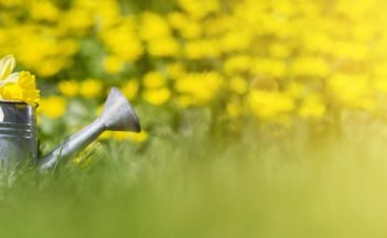 Springtime, Easter or gardening concept - yellow, white flowers in a watering can