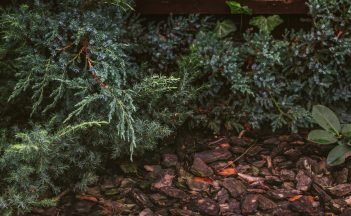 Evergreen tree with decorative bark in garden. Mulching concept. Coniferous trees woth wooden sawdust. Twig with needles. Evergreen shrub in park. Autumn landscape. Spruce tree close up.